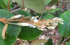 Styrax ferrugineus