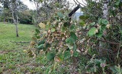 Styrax ferrugineus
