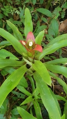 Nidularium longiflorum