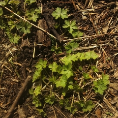 Geranium