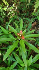 Nidularium longiflorum