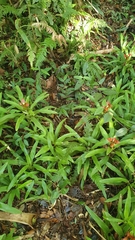 Nidularium longiflorum