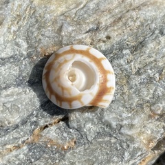 Psilaxis radiatus