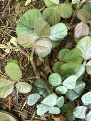 Desmodium rotundifolium