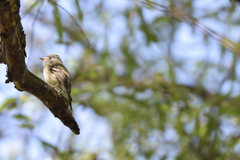 Empidonax hammondii