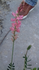 Onobrychis viciifolia