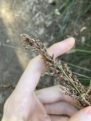 Machaerina articulata