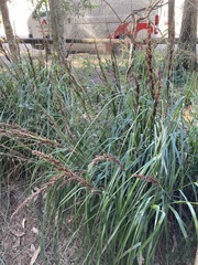 Machaerina articulata