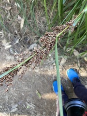 Machaerina articulata