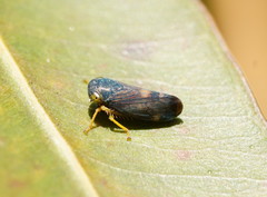 Neotartessus flavipes