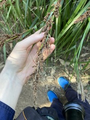 Machaerina articulata