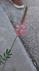 Onobrychis viciifolia