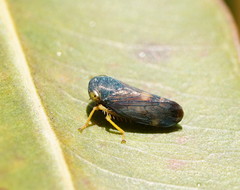 Neotartessus flavipes