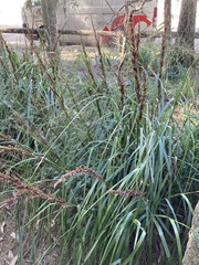 Machaerina articulata