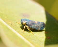 Neotartessus flavipes