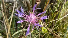 Centaurea graminifolia