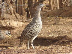 Pternistis bicalcaratus