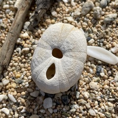 Echinoneus cyclostomus