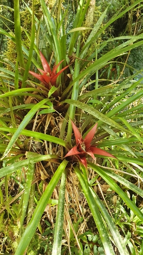 Nidularium angustibracteatum