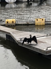 Phalacrocorax carbo