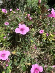 Barleria repens