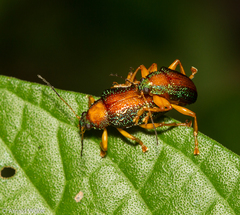 Callicolaspis ornata
