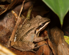 Leptodactylus didymus