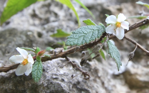 Bellonia spinosa