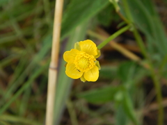 Ranunculus multifidus image