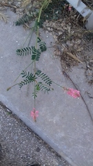 Onobrychis viciifolia