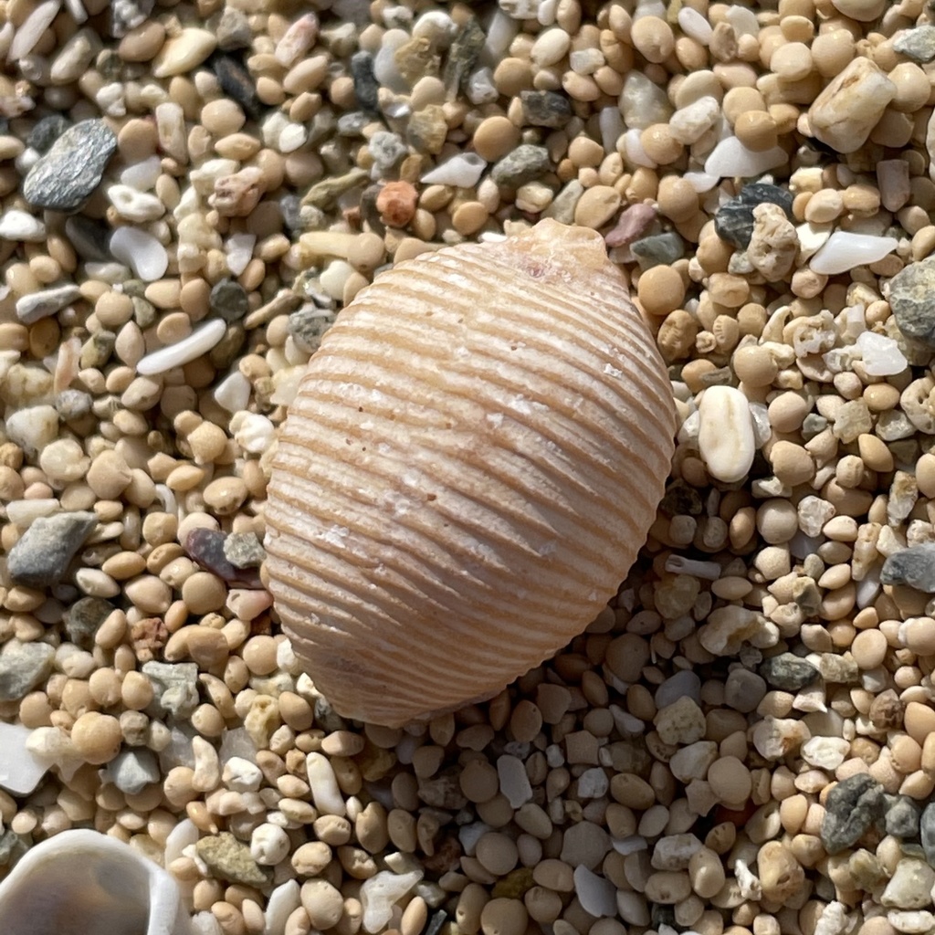 Children's Cowry
