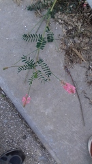 Onobrychis viciifolia