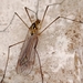 Spotted Cranefly - Photo (c) Régis Guillemin, some rights reserved (CC BY-NC), uploaded by Régis Guillemin