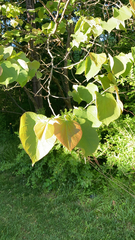 Cercis canadensis
