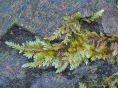 Brotherella recurvans