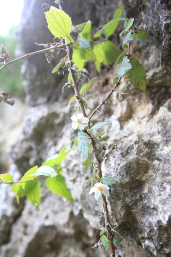 Bellonia spinosa, photograph 1