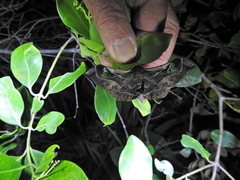 Holocerina smilax