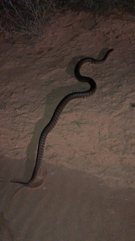 Woma Python in April 2021 by danicalockett · iNaturalist