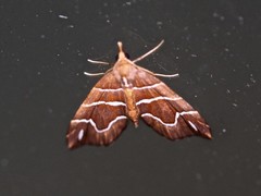 Chaetolopha leucophragma