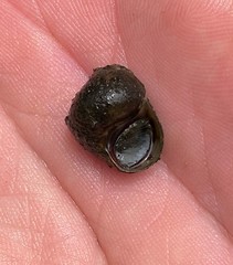 Leptoxis virgata