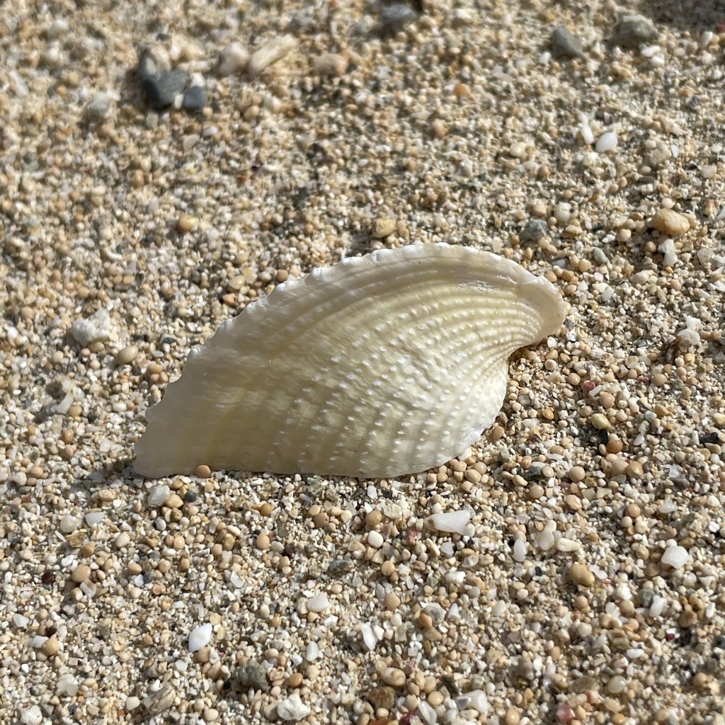 Heart cockle