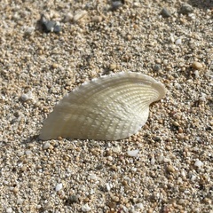 Corculum cardissa