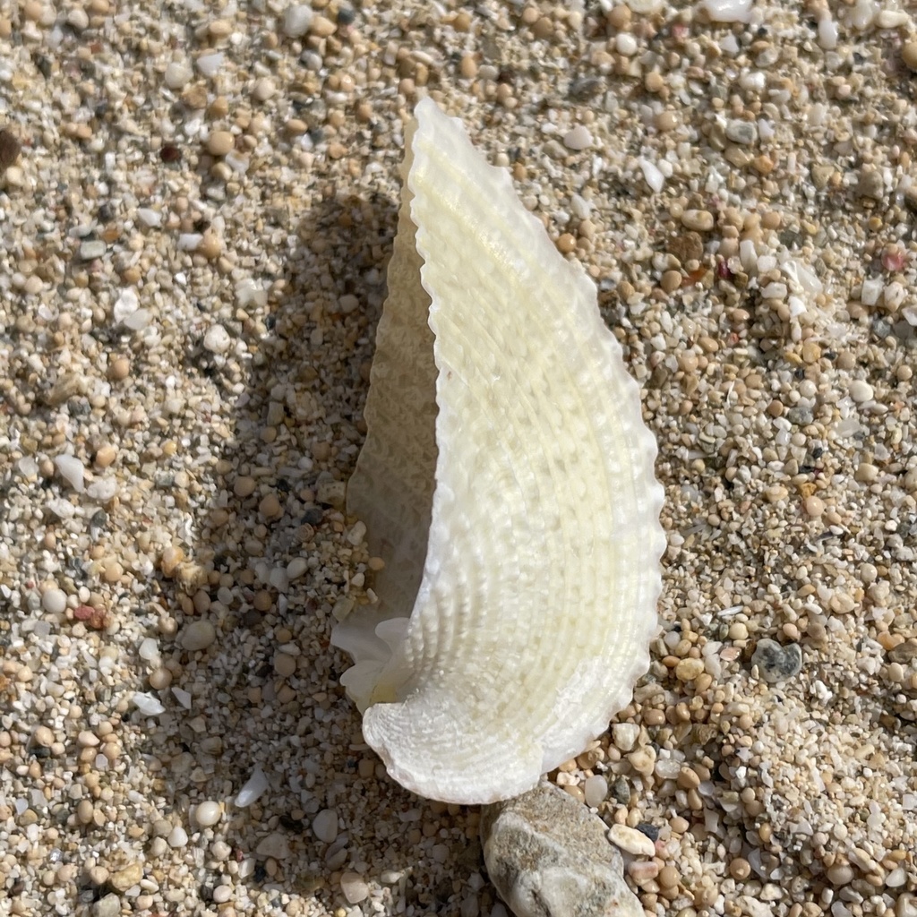 Heart cockle