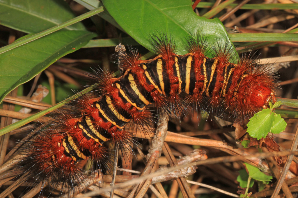 Echo Moth