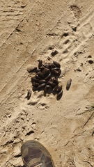 Hydrochoerus hydrochaeris