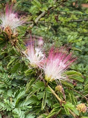 Calliandra magdalenae