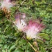 Calliandra magdalenae - Photo (c) jfvargas, some rights reserved (CC BY-NC)