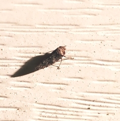 Paraphlepsius collitus