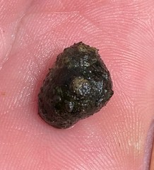 Leptoxis virgata
