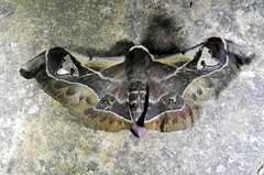 Holocerina smilax